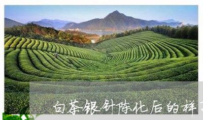 白茶银针陈化后的样子/2023100763826