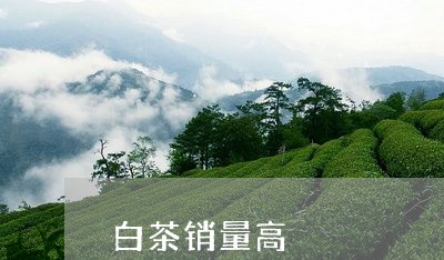 白茶销量高/2023051024149