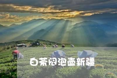 白茶闷泡壶新疆/2023073001693