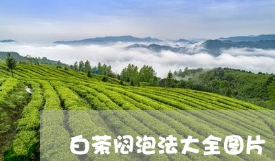 白茶闷泡法大全图片/2023122778382