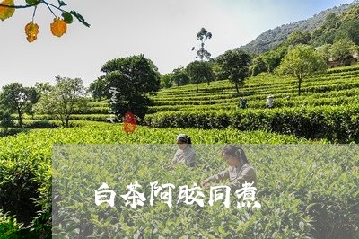 白茶阿胶同煮/2023052158591