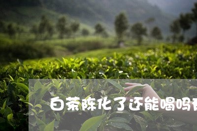 白茶陈化了还能喝吗有毒吗/2023110718270