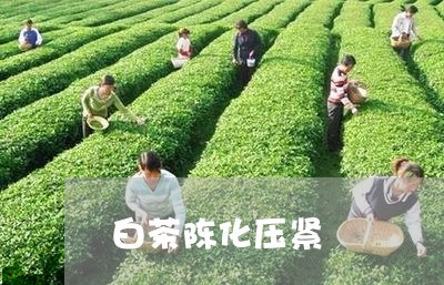 白茶陈化压紧/2023052116250