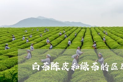 白茶陈皮和绿茶的区别/2023100709482