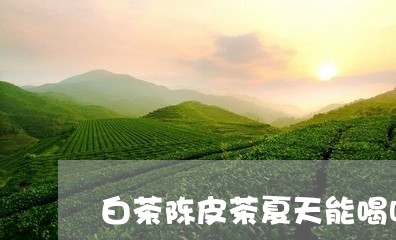 白茶陈皮茶夏天能喝吗/2023110730614