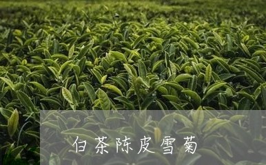 白茶陈皮雪菊/2023052178505