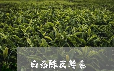 白茶陈皮鲜姜/2023052194028