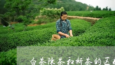 白茶陈茶和新茶的区别/2023100766360