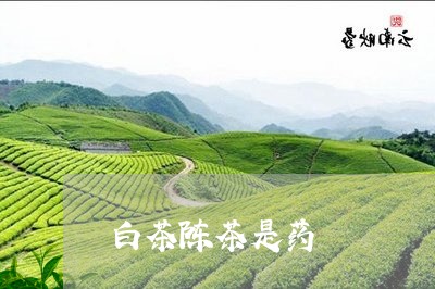 白茶陈茶是药/2023052154027