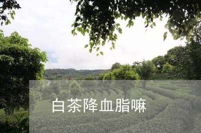 白茶降血脂嘛/2023052184126