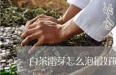 白茶雷芽怎么泡最好喝呢/2023103105950