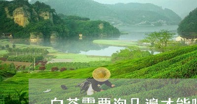 白茶需要泡几遍才能喝/2023100760585