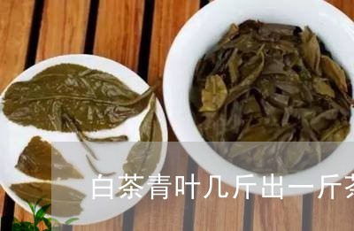 白茶青叶几斤出一斤茶饼/2023111598680