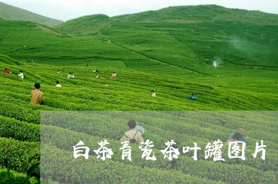 白茶青瓷茶叶罐图片/2023082436241