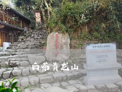 白茶青龙山/2023051072602