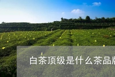 白茶顶级是什么茶品牌/2023100748371