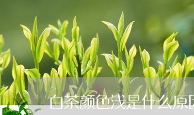 白茶颜色浅是什么原因/2023100739614