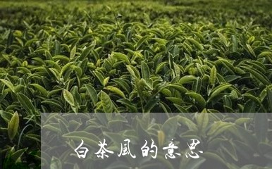 白茶风的意思/2023052234047