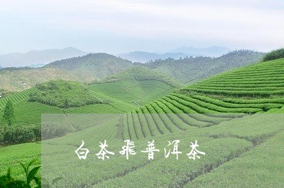 白茶飞普洱茶/2023042927164