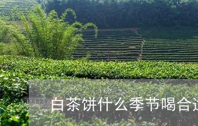 白茶饼什么季节喝合适最好/2023110808380