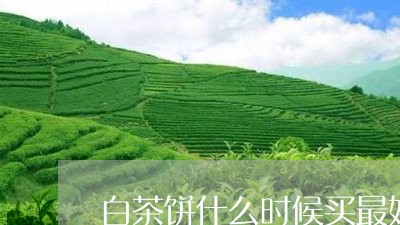 白茶饼什么时候买最好/2023100785136