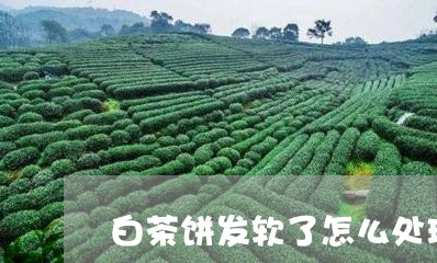 白茶饼发软了怎么处理茶叶/2023110811693