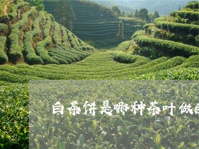 白茶饼是哪种茶叶做的茶/2023110143148