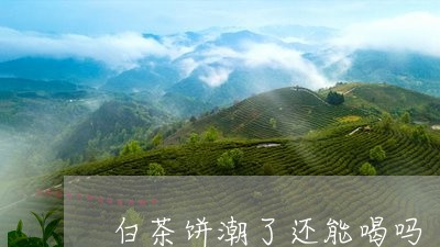 白茶饼潮了还能喝吗/2023082488260