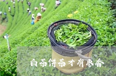 白茶饼茶才有枣香/2023082515694