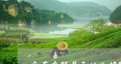 白茶香料属于什么植物/2023100718270