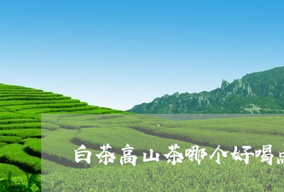 白茶高山茶哪个好喝点/2023100713849