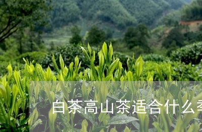 白茶高山茶适合什么季节喝/2023110734737