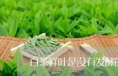 白茶鲜叶是没有发酵的茶吗/2023110737484