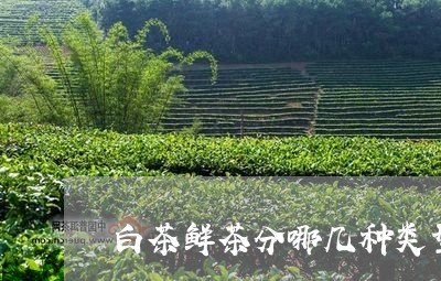 白茶鲜茶分哪几种类型的茶/2023110764737