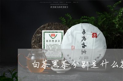 白茶黑茶分别是什么茶/2023100759515