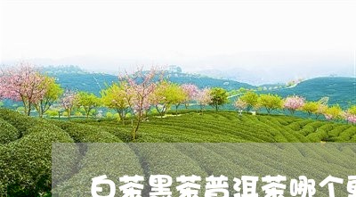 白茶黑茶普洱茶哪个更贵/2023081790503