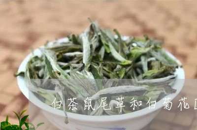 白茶鼠尾草和白菊花区别/2023110161714