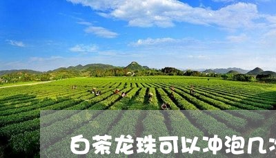 白茶龙珠可以冲泡几次茶叶/2023110895050