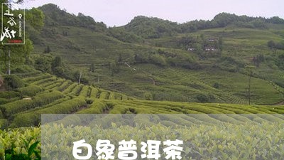 白象普洱茶/2023090556248