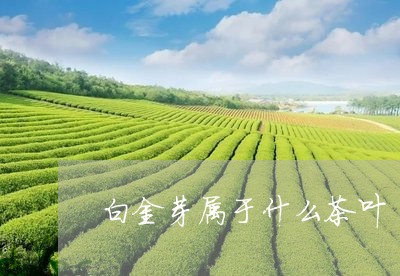 白金芽属于什么茶叶/2023042632705