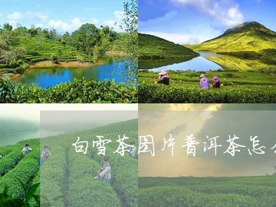 白雪茶图片普洱茶怎么发酵成熟茶/2023060246936