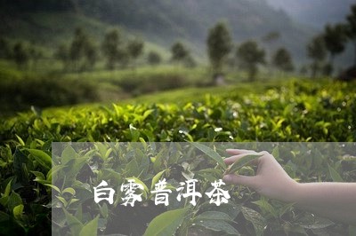 白雾普洱茶/2023090575060