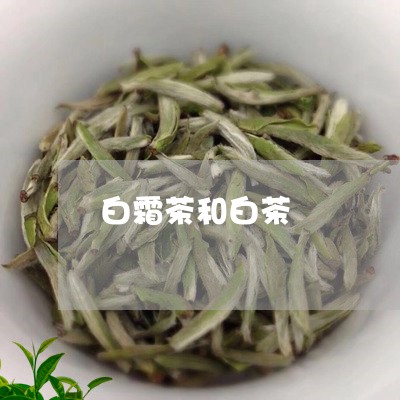 白霜茶和白茶/2023052123724