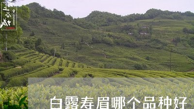 白露寿眉哪个品种好/2023091226149