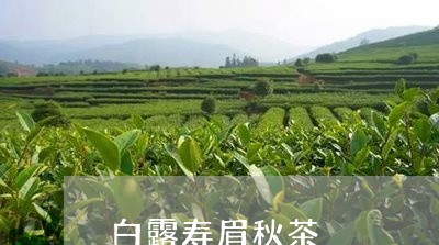 白露寿眉秋茶/2023112452693