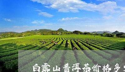 白露山普洱茶价格多少/2023110731825