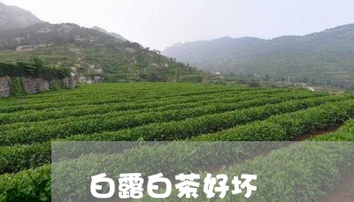 白露白茶好坏/2023052107351