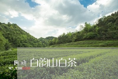 白韵山白茶/2023051015140