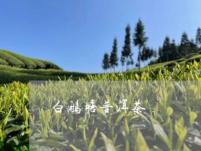 白鹇塘普洱茶/2023042698242