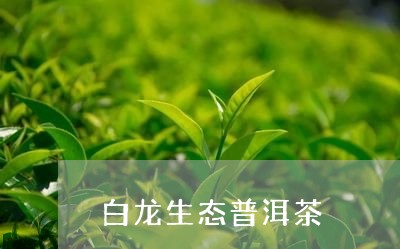 白龙生态普洱茶/2023101616582